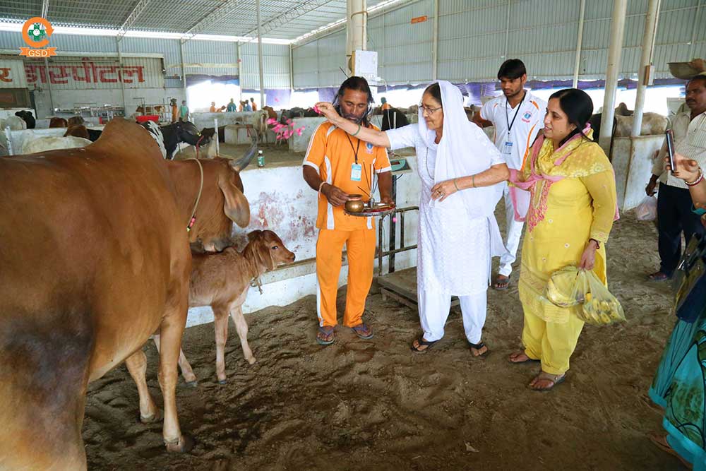 Animals provide nutrient-rich food products