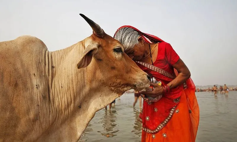 Animal Seva